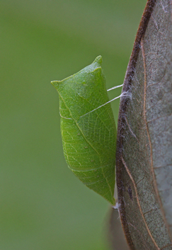 Zebra Swallowtail chrysalis